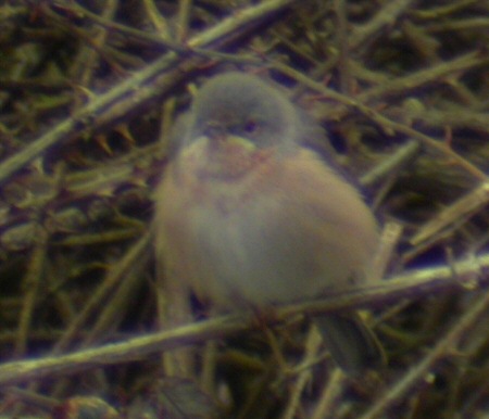 Western Subalpine Warbler