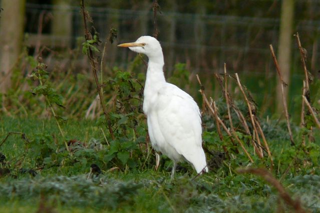 Cattle Egret