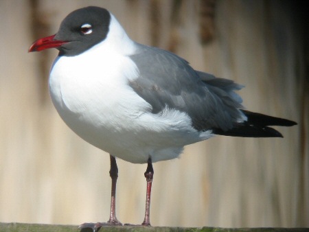 Laughing Gull