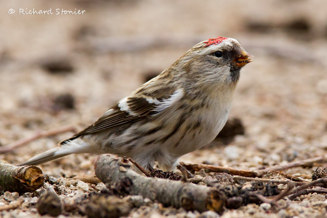 Coues's Arctic Redpoll