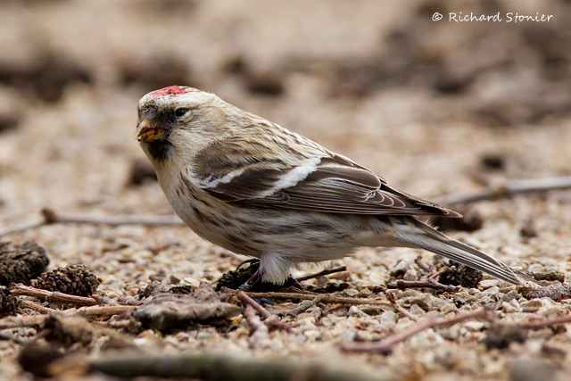 Coues's Arctic Redpoll