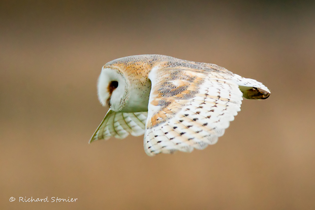 Barn Owl