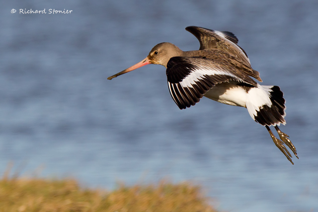 Black-tailed Godwit
