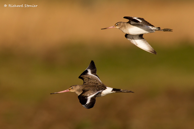 Black-tailed Godwit