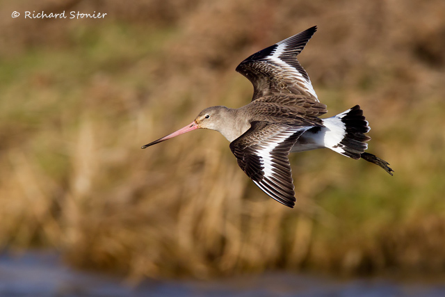 Black-tailed Godwit