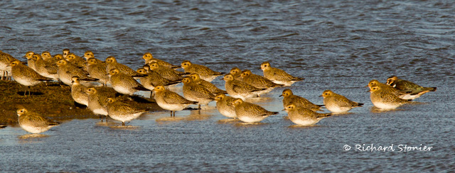 Golden Plover