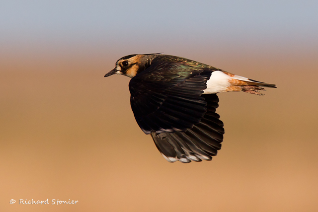 Lapwing