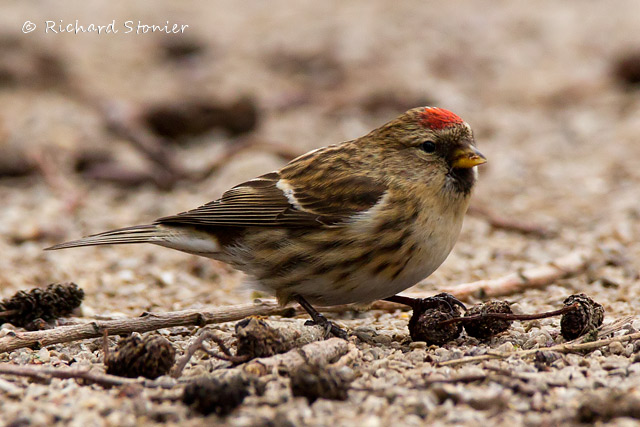 Lesser Redpoll
