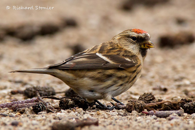 Lesser Redpoll