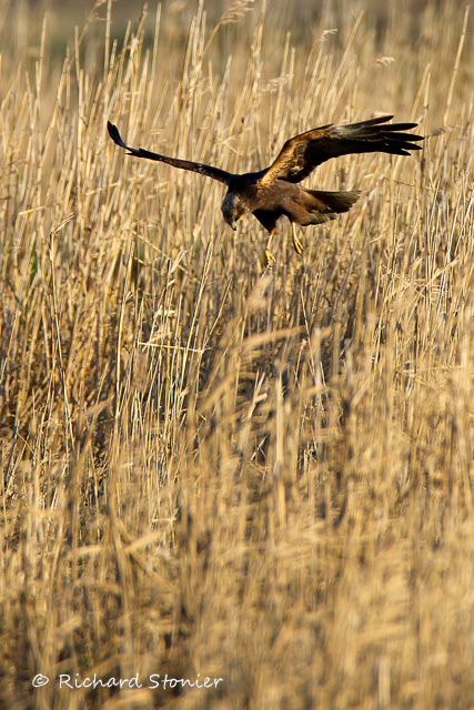 Marsh Harrier