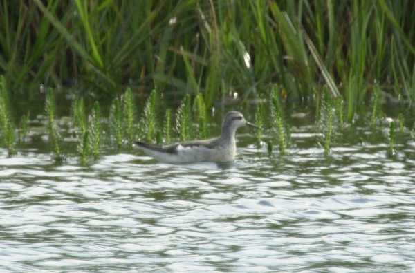 Wilson's Phalarope