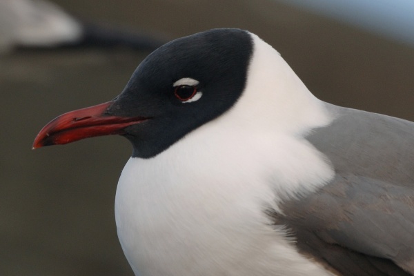 Laughing Gull