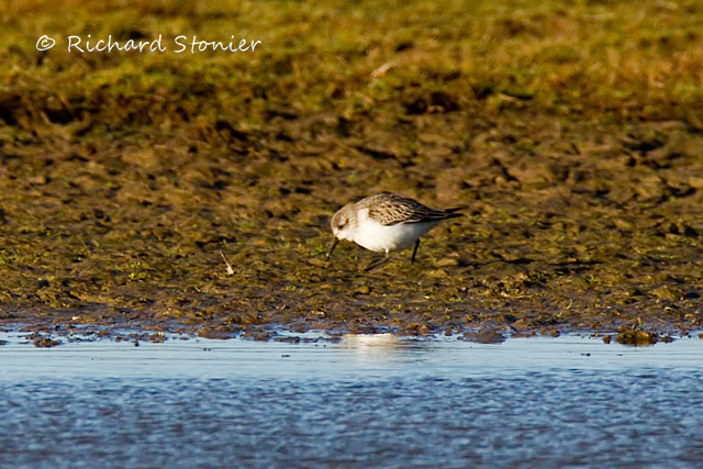 Western Sandpiper