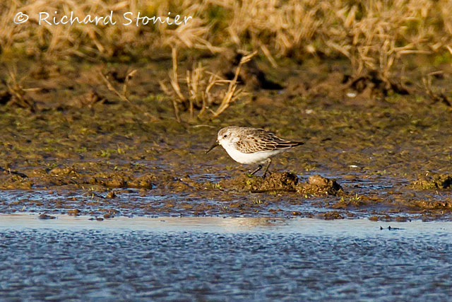 Western Sandpiper