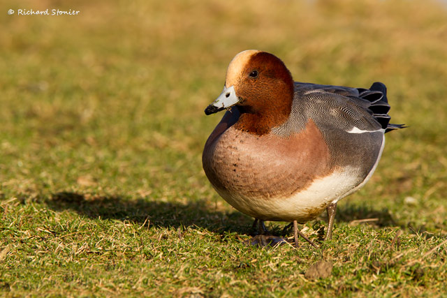 Wigeon