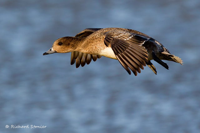 Wigeon