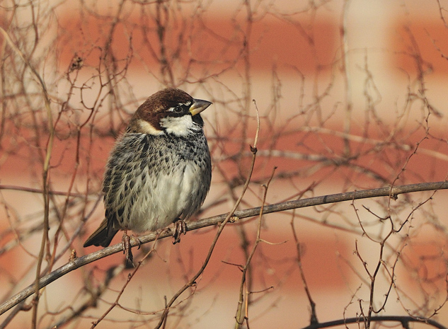 Spanish Sparrow