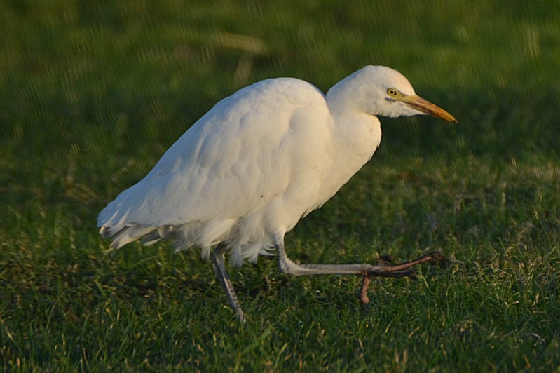 Cattle Egret