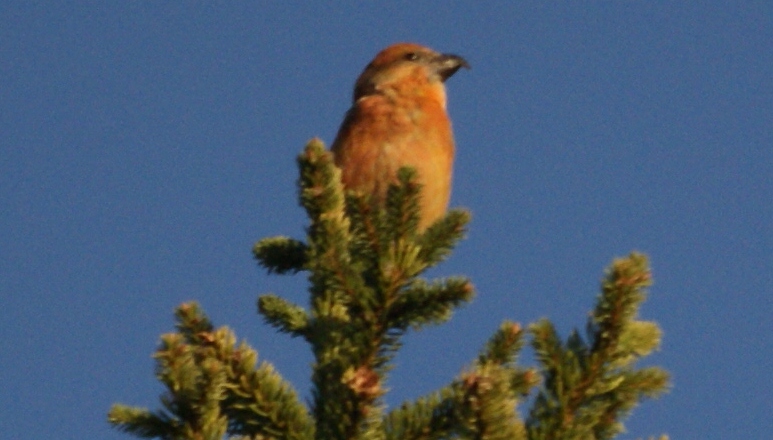 Common Crossbill