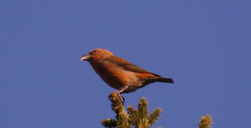 Common Crossbill