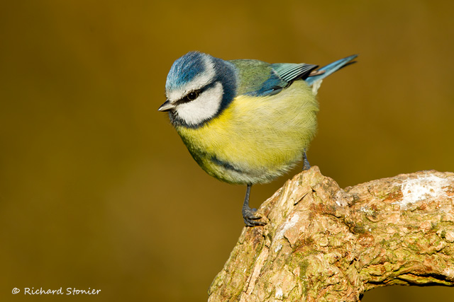 Blue Tit