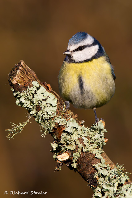 Blue Tit