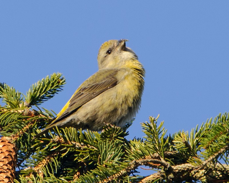 Common Crossbill