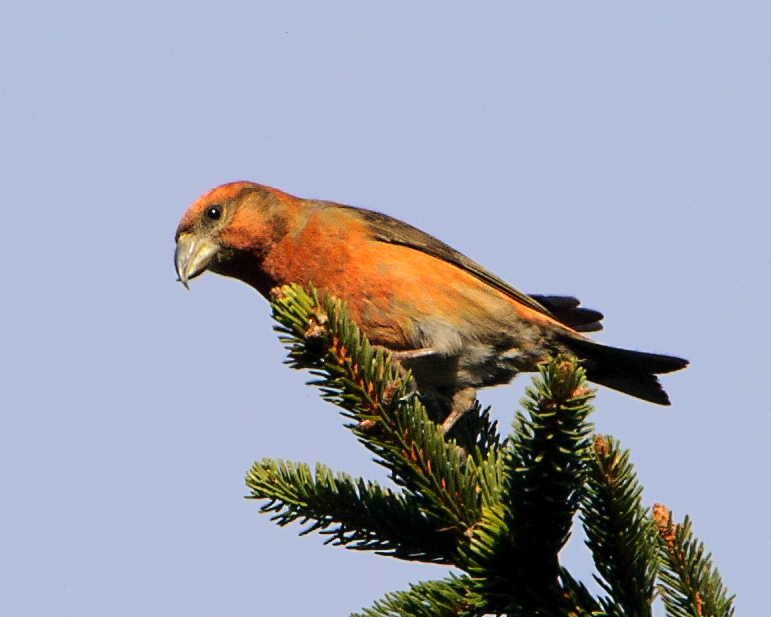 Common Crossbill