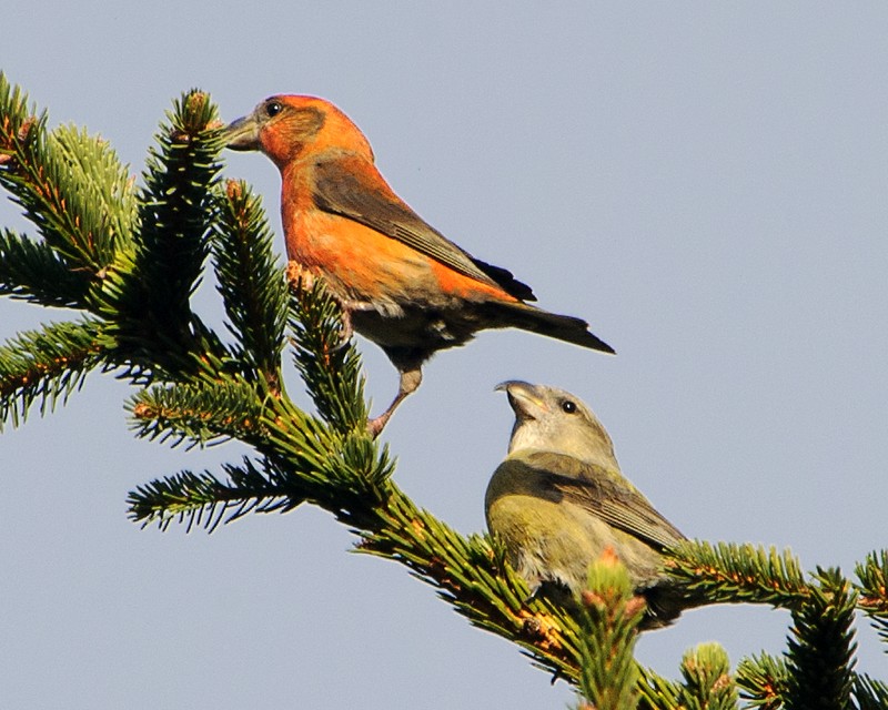 Common Crossbill