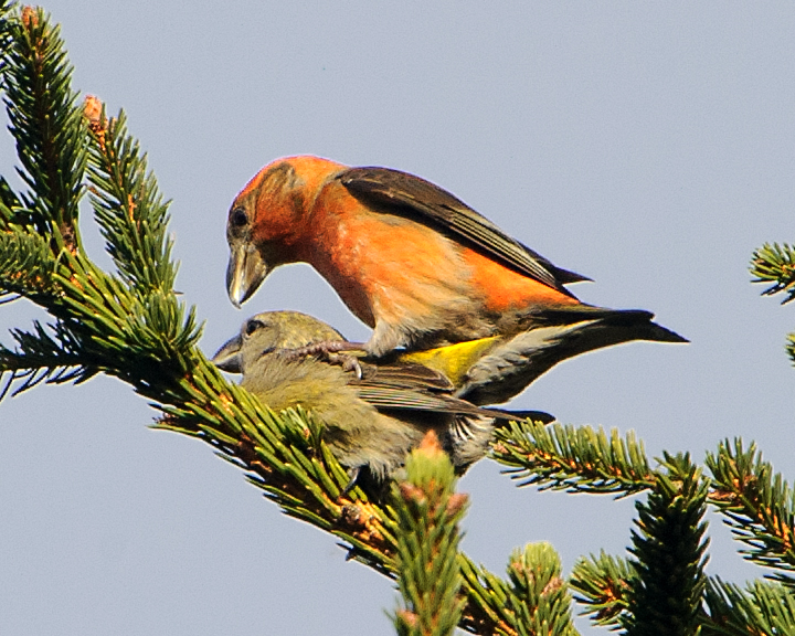 Common Crossbill