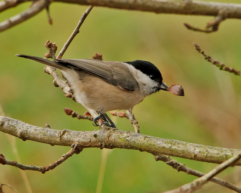 Marsh Tit