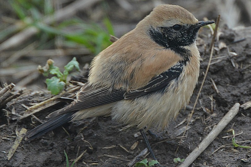Desert Wheatear