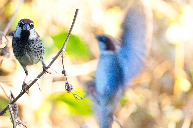 Spanish Sparrow
