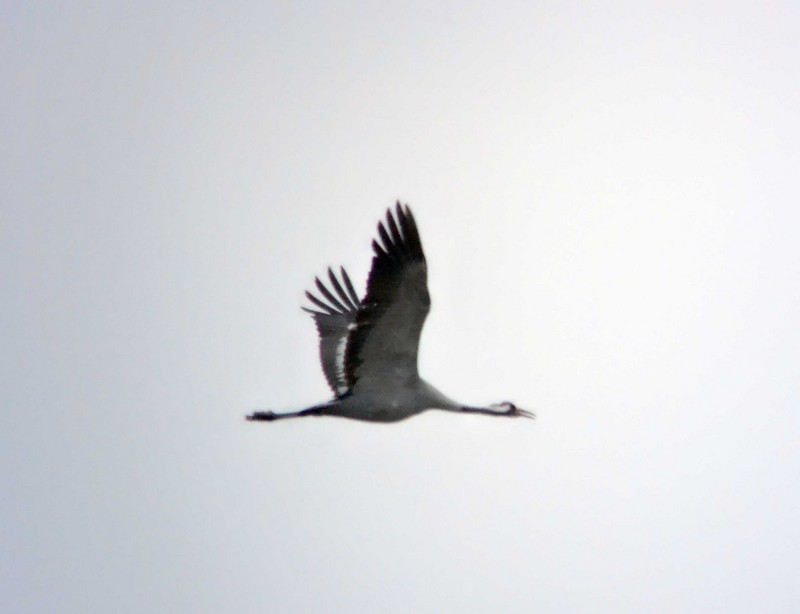 Common Crane