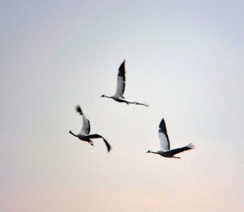 Common Crane