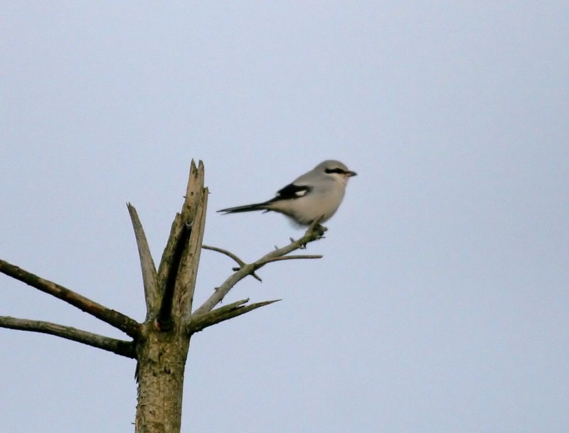 Great Grey Shrike