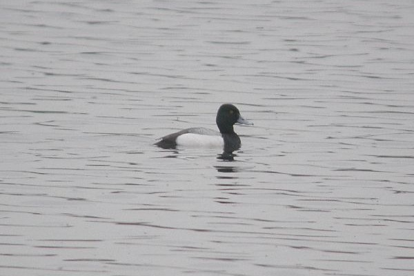 Lesser Scaup