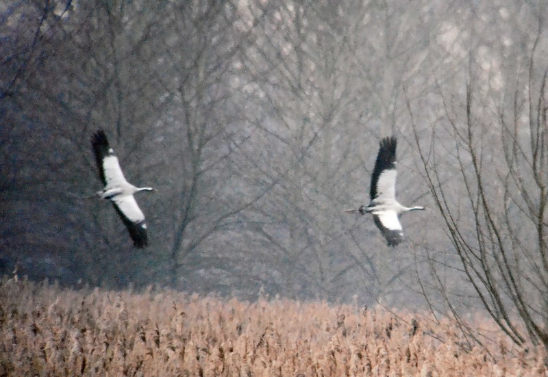 Common Crane