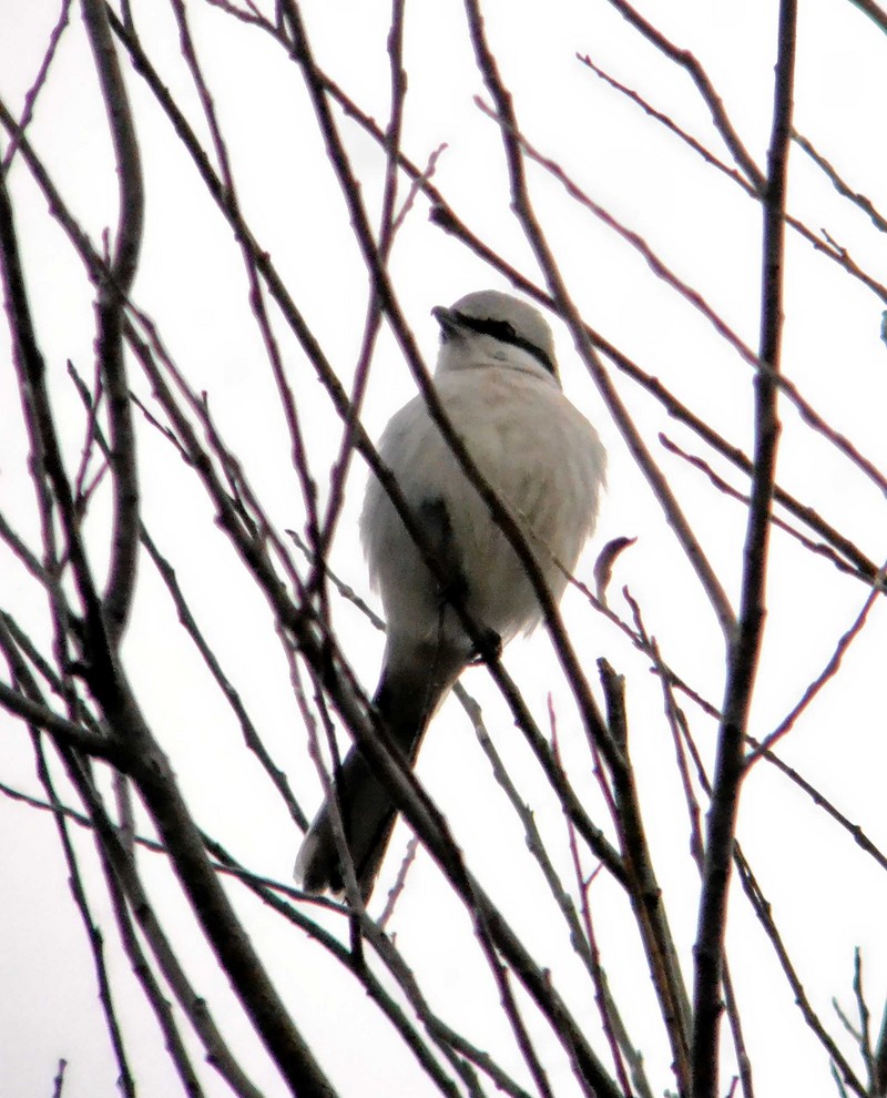 Great Grey Shrike