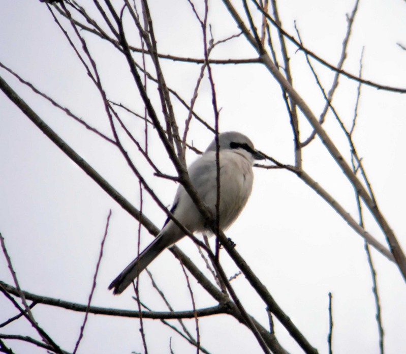 Great Grey Shrike