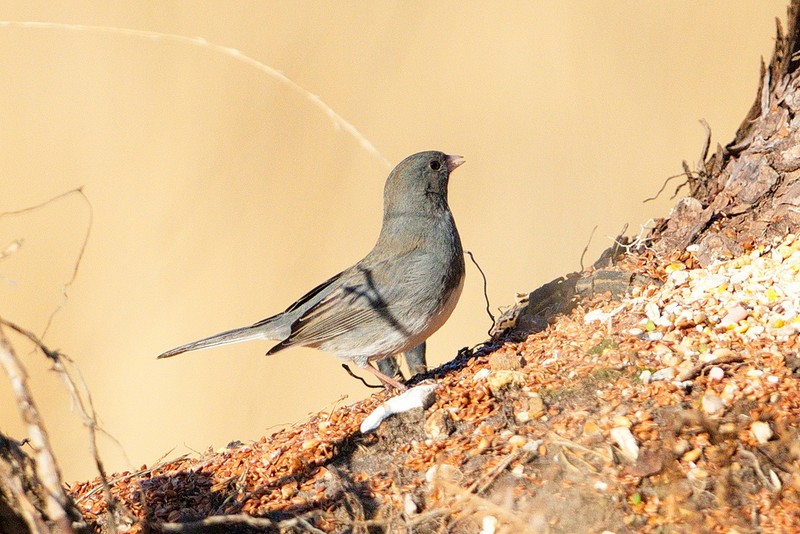 Dark-eyed Junco