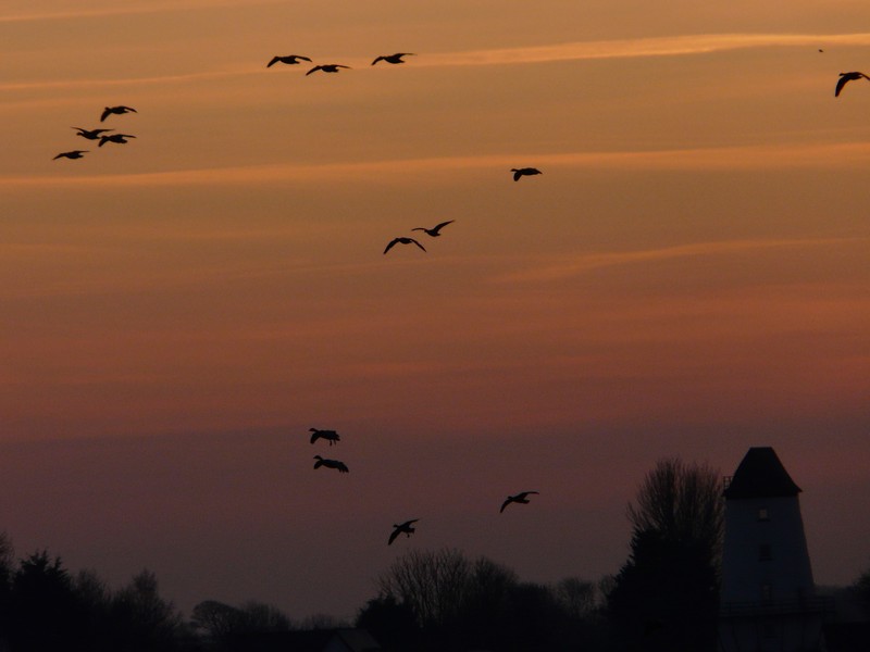Pink-footed Goose