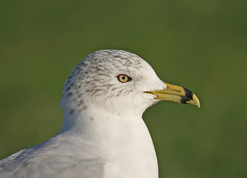 Ring-billed Gull
