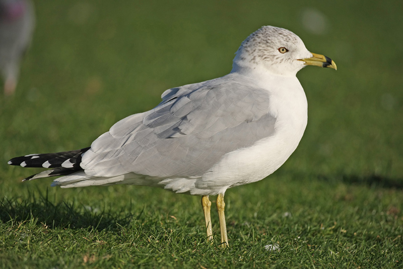 Ring-billed Gull