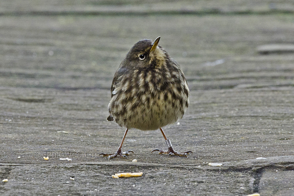 Rock Pipit
