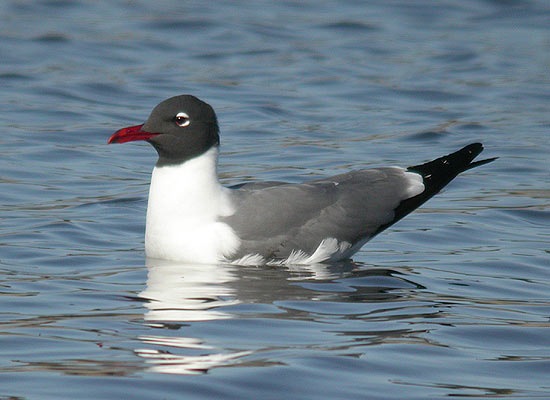 Laughing Gull