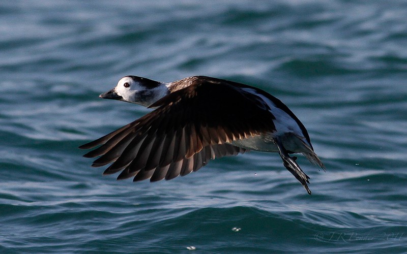 Long-tailed Duck
