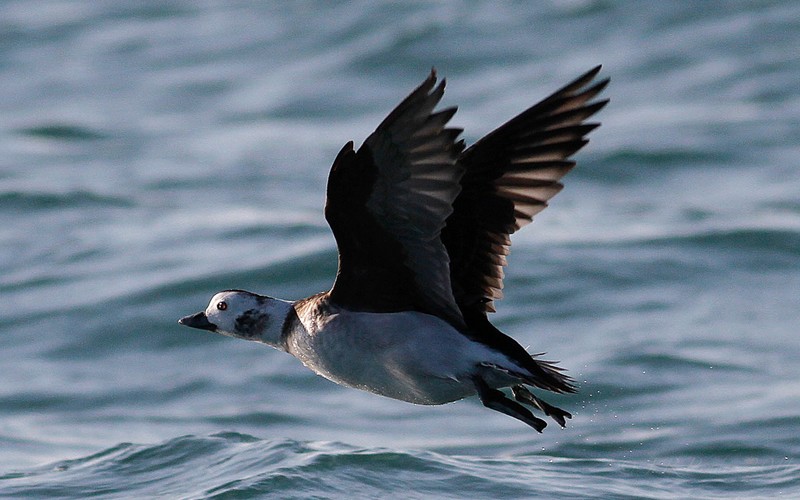 Long-tailed Duck