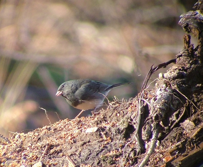 Dark-eyed Junco