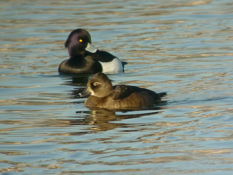 Ring-necked Duck 